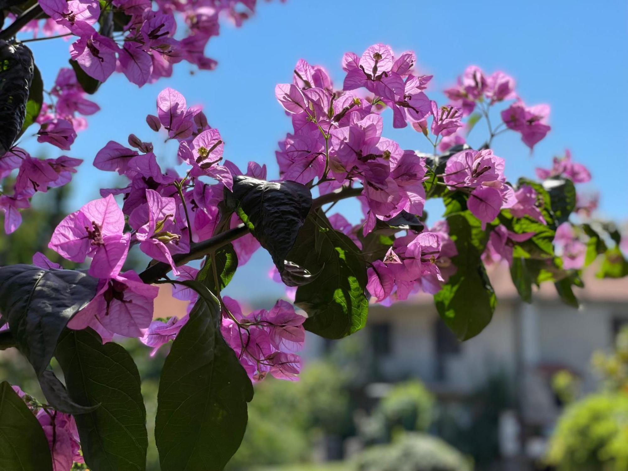 Hvar Guesthouse - Double Bedroom With Private Bathroom Jelsa  Εξωτερικό φωτογραφία
